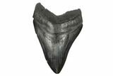 Fossil Megalodon Tooth - South Carolina #175941-1